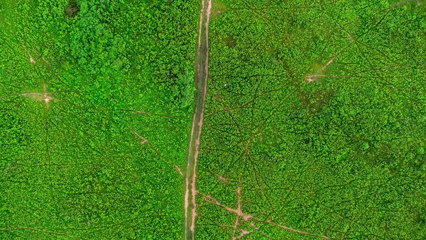 Aerial view of green pasture on a sunny day. Beautiful green area of agricultural land or grazing in the rainy season of northern Thailand.