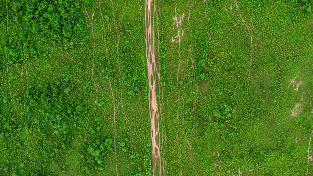 Aerial view of green pasture on a sunny day. Beautiful green area of agricultural land or grazing in the rainy season of northern Thailand.