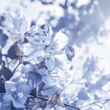 Flower background, spring nature and botanical beauty concept - Blue floral composition