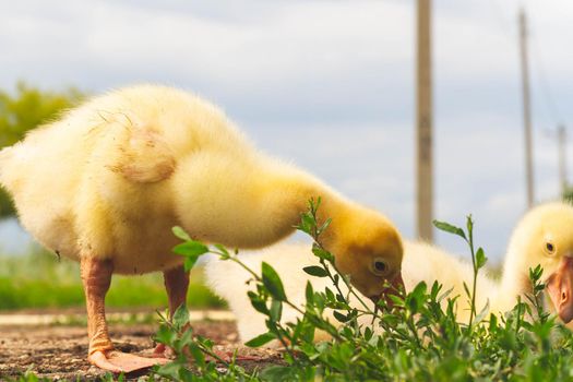 Gosling. Poultry farm for breeding geese. Little goose chicks in the grass. Feeding and caring for pets.