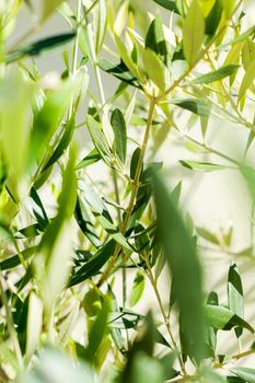 Olive tree and sunshine - gardening, nature background and environmental concept. The beauty of a green garden