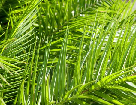 Exotic vacation, botanical background and summer travel concept - Palm leaves in summertime