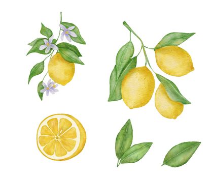 Lemon fruits with leaves and flower watercolor set. Hand draw illustration isolated on white. Half of lemon