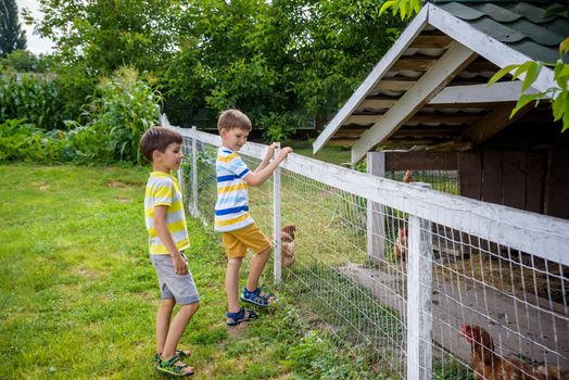 Two little boys are feeding domestic hens inside chicken coop in a sunny spring day. Concept of love for animals and nature, agriculture, leisure in countryside village concept.