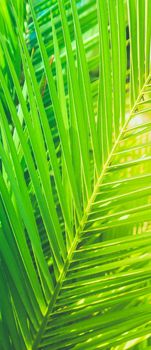 Wonderful green palm leaves - exotic vacation, botanical background and summer concept. Enjoy a tropical dream