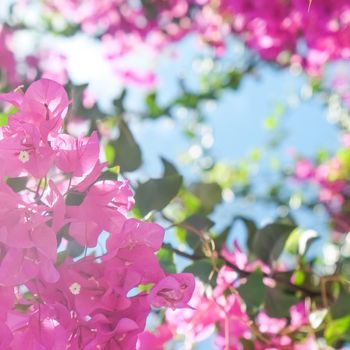 Pink flowers and blue sunny sky - floral background, spring holidays and womens day concept. Living life in bloom