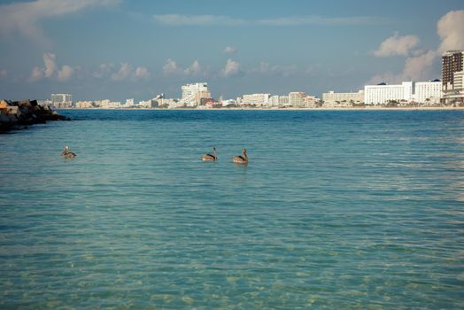 Three pelicans in the sea against the blue sky. Blue color of water.