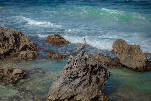 Big Pelican flies over the sea against a blue sky. Blue water color.