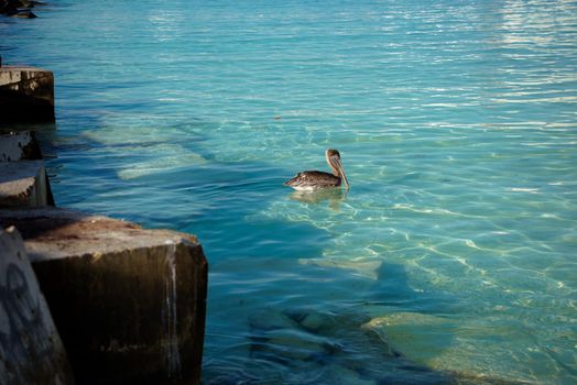 Big Pelican flies over the sea against a blue sky. Blue water color.