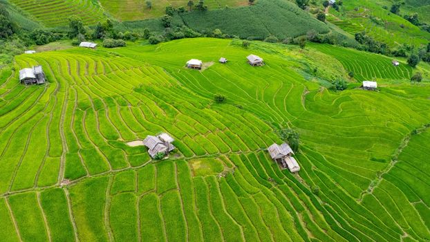 Aerial view of green wavy field in sunny day. Beautiful green area of young rice field or agricultural land in the rainy season of northern Thailand.