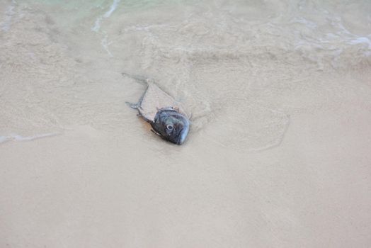 Head of dead fish thrown by waves.