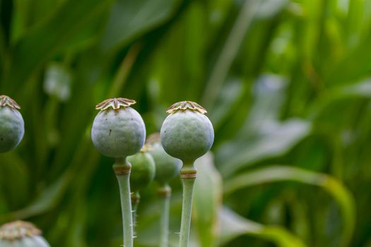 Immature green poppy heads in a field on a green blurred background.