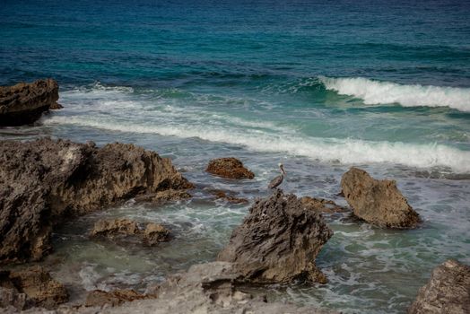 Big Pelican flies over the sea against a blue sky. Blue water color.