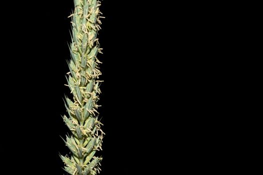 Flowering ornamental grass close-up. Spikelet with pollen on a black background.