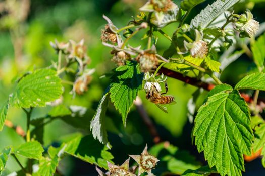 A bee pollinates a raspberry flower on a bush. Sunny day.