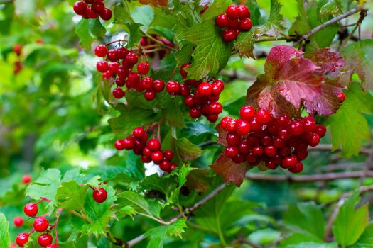 Grona of red viburnum on a green bush in drops of water after autumn rain