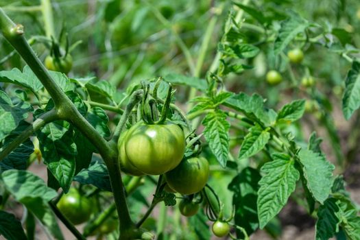 Young unripe green tomatoes on a bush in the field. Agriculture and agronomy.