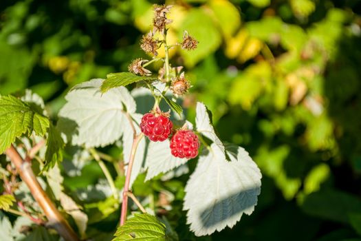 Wild berry, red raspberry in the forest on a bush on a sunny day