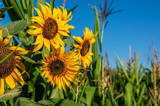 A few small sunflowers on the outskirts of the corn field. Summer sunny day