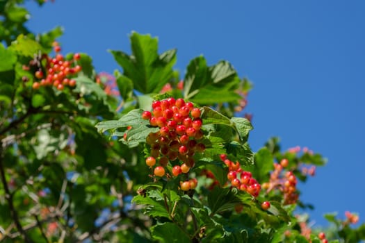 A bush with berries of an unripe red viburnum on the background of a blue sky on a sunny day.