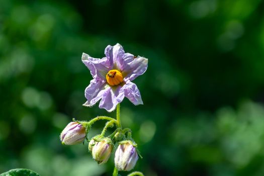 Potato flower close-up with buds on a blurred green background.