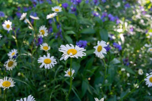 Lawn with large white daisies, summer garden.