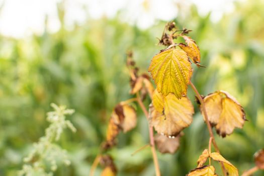 Yellow leaves on a raspberry bush. Autumn theme. Gardening