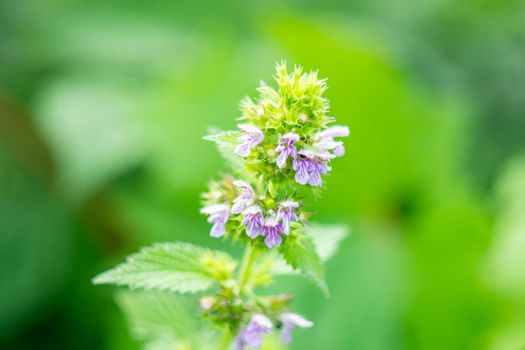 Laminaria purpurea, blooming nettle on a green blurred background of leaves. Summer. Sunny day.