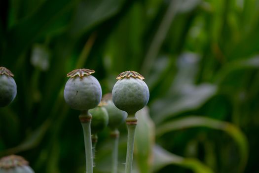 Immature green poppy heads in a field on a green blurred background.