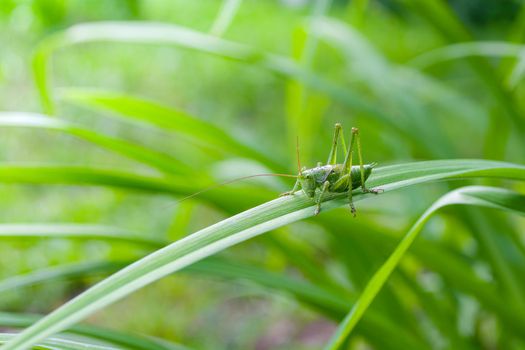 Green grasshopper insect on a long leaf. Sunny day, bright photo.