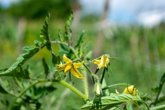 Tomato flowers on a green bush in the field. Agriculture and agronomy.