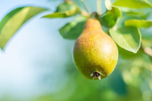 Pear fruit on a branch with leaves against the sky in the garden close-up. Choice focus. Sunny day.