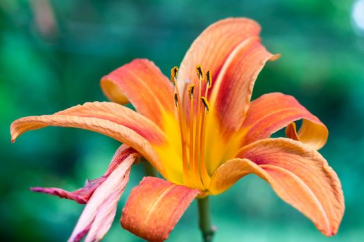 Orange lily flower in the garden on a soft blurred green background. Close-up of the stamen.