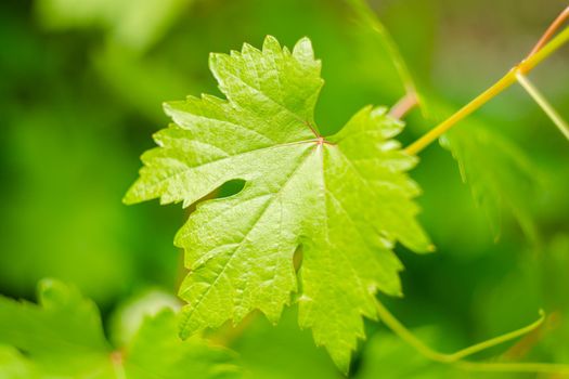 Young juicy single grape leaves on a blurred green background. Backdrop