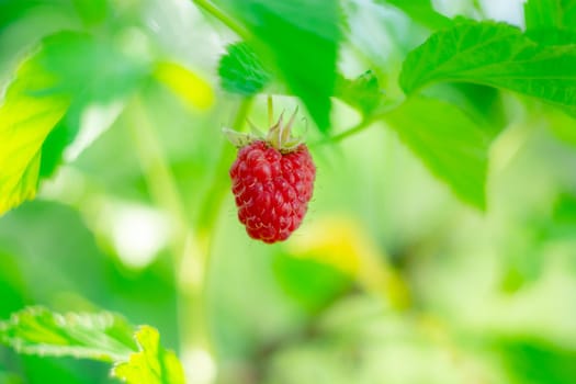 A large single ripe red raspberry close-up on a brightly blurred green bush. Sunny summer day. Backdrop