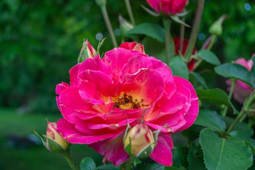 Red rose with buds close-up. Summer garden near a private house.