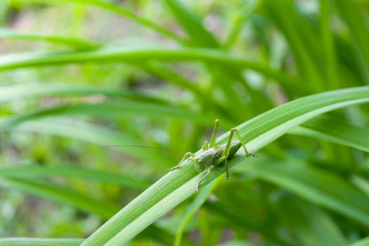 Grasshopper on a leaf close-up, top view. Summer garden.