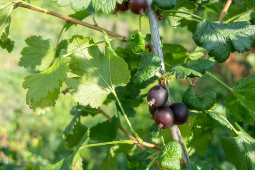 Ripe black currant berries on a green bush in summer. Theme garden and vegetable garden.