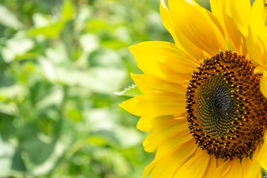 Blooming beautiful yellow sunflower close-up in the field.