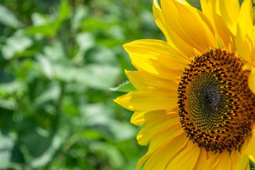 Blooming beautiful yellow sunflower close-up in the field.