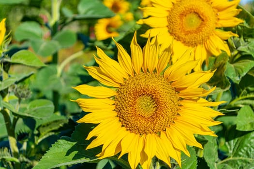 Blooming yellow sunflowers close-up in the field. Bright sunny summer day.