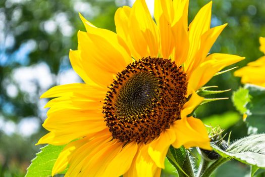 A yellow blooming sunflower illuminated by the sun on a bright day. Good weather.