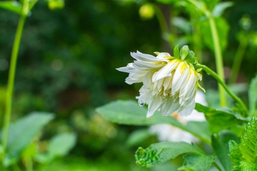 Young blooming beautiful white dahlia bud in the autumn garden