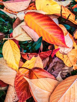 Fall season, weather and environment concept - Autumn leaves and trees, nature background