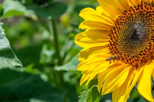 Bee pollination of a blooming sunflower. Good bright weather.