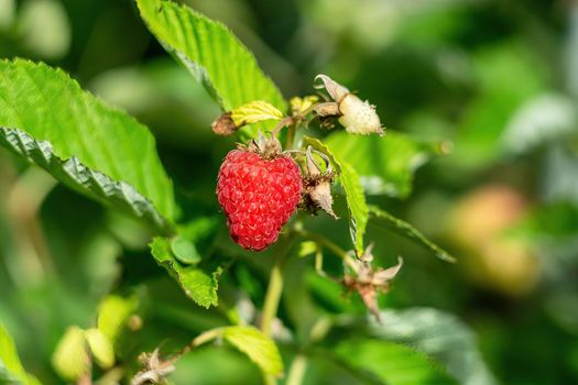 Forest red big raspberry on a bush close-up on a sunny day.