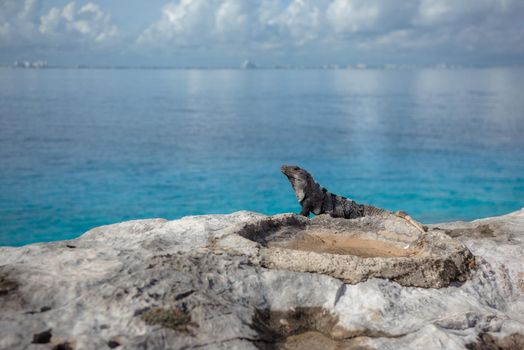 A gray iguana on a rock with the Caribbean Sea.