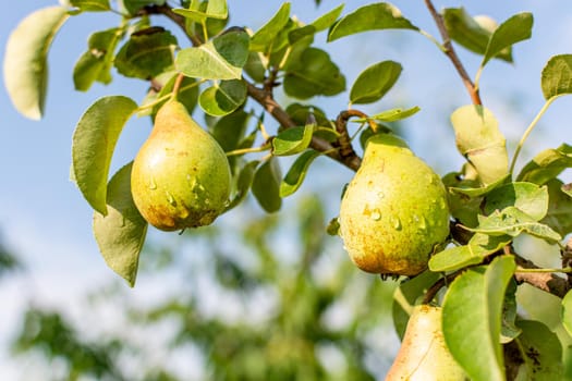 Pears in the morning garden on a branch after rain against the sky.