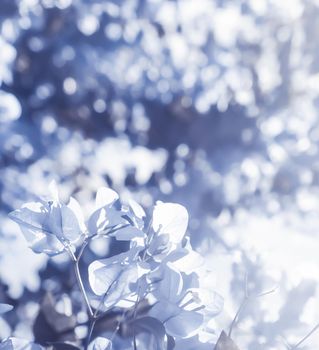 Flower background, spring nature and botanical beauty concept - Blue floral composition