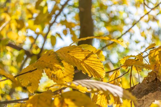 Autumn in the forest. Yellow hornbeam leaves close-up on a beautifully blurred background with bokeh.